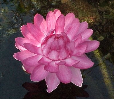 amazonica_pm_2