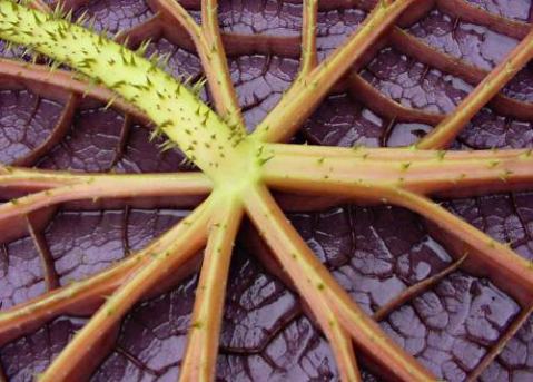 thorns