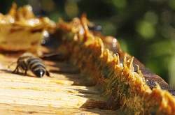 propolis-colmeia