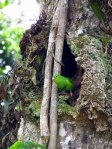 Periquito (Brotogeris chiriri). Foto: FM Flores