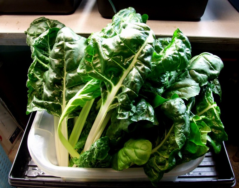 acelga_chard-800x630