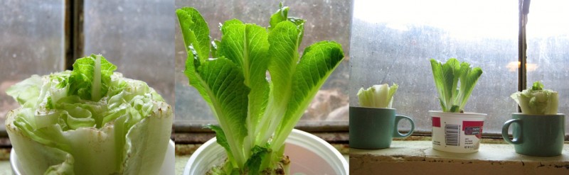 alface_romana_almace-romana-replantar-800x247