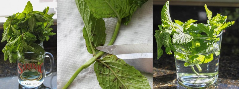 hortela_plantando-hortela-800x301