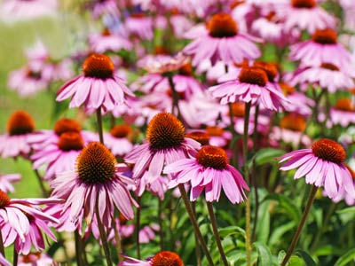 echinaceae