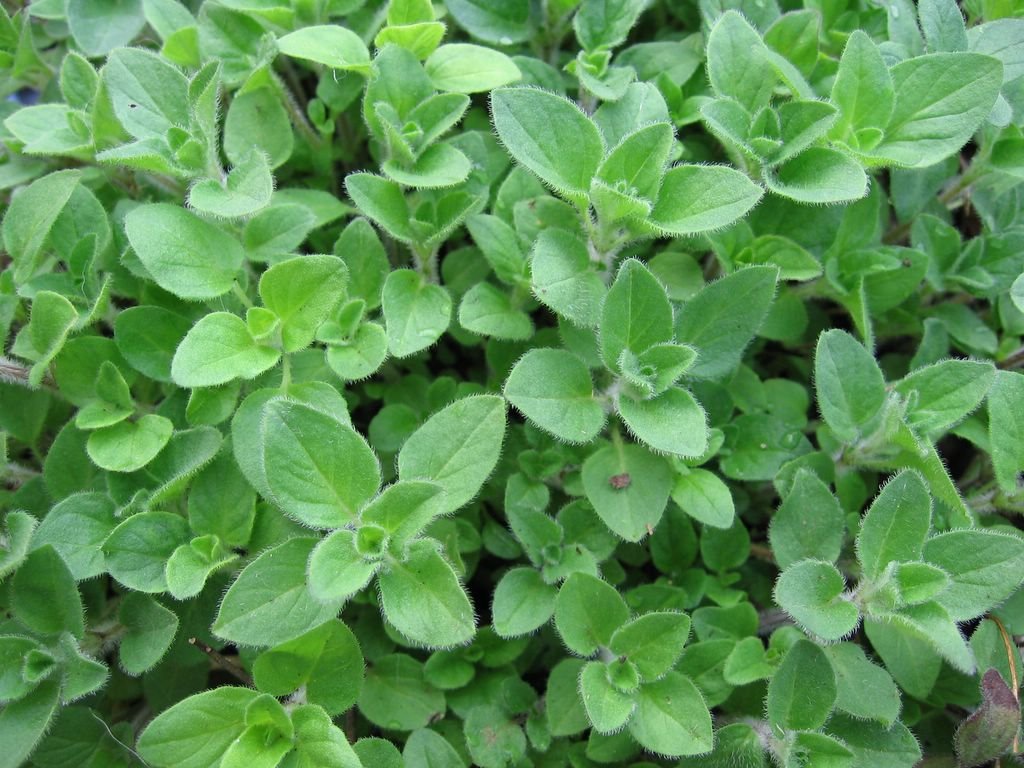 oregano1