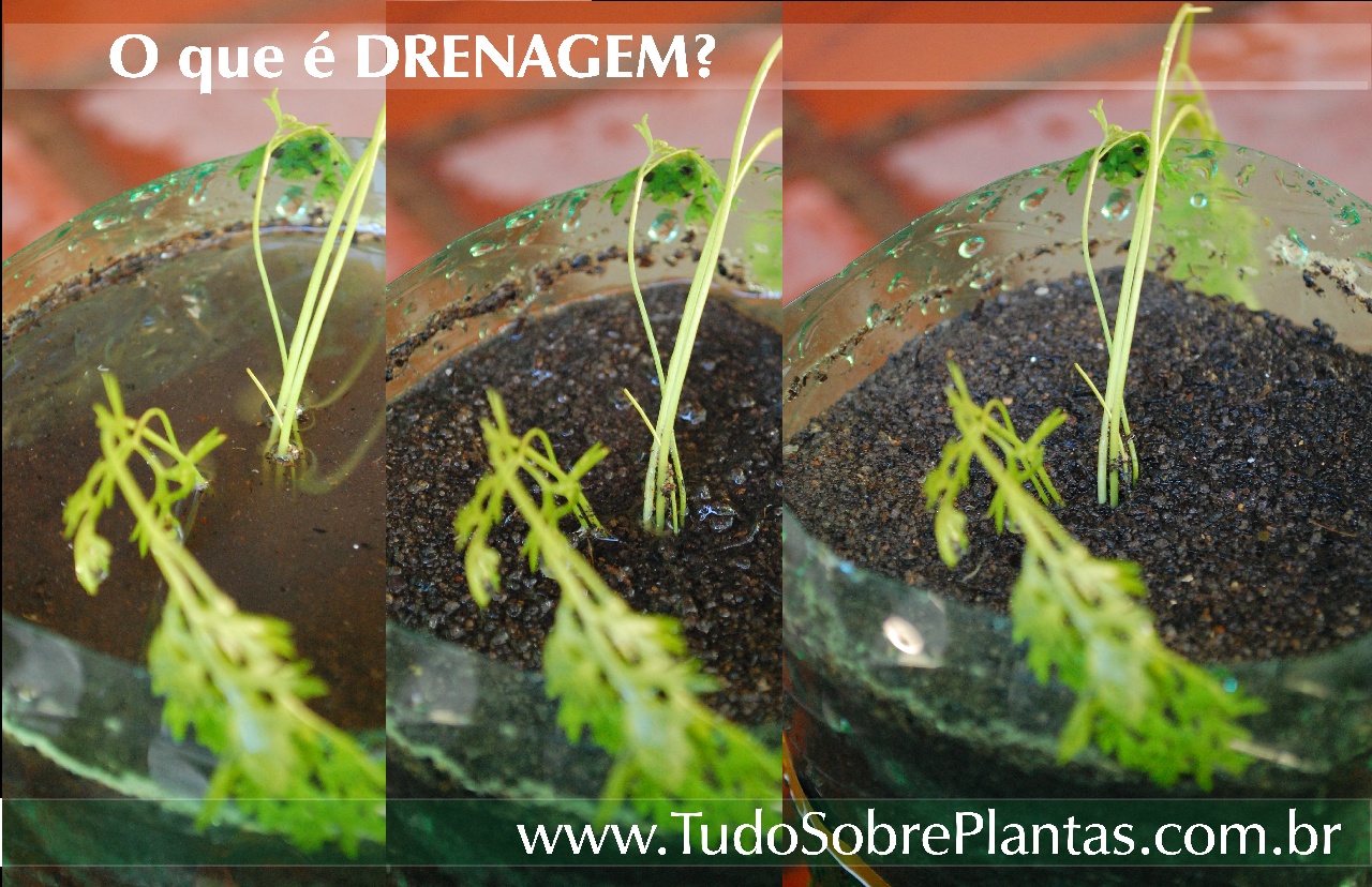 drenagem_tudosobreplantas