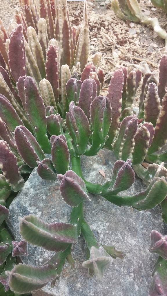 tudosobreplantas_14481_VG