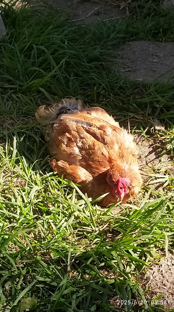Dolores, a galinha guerreira.