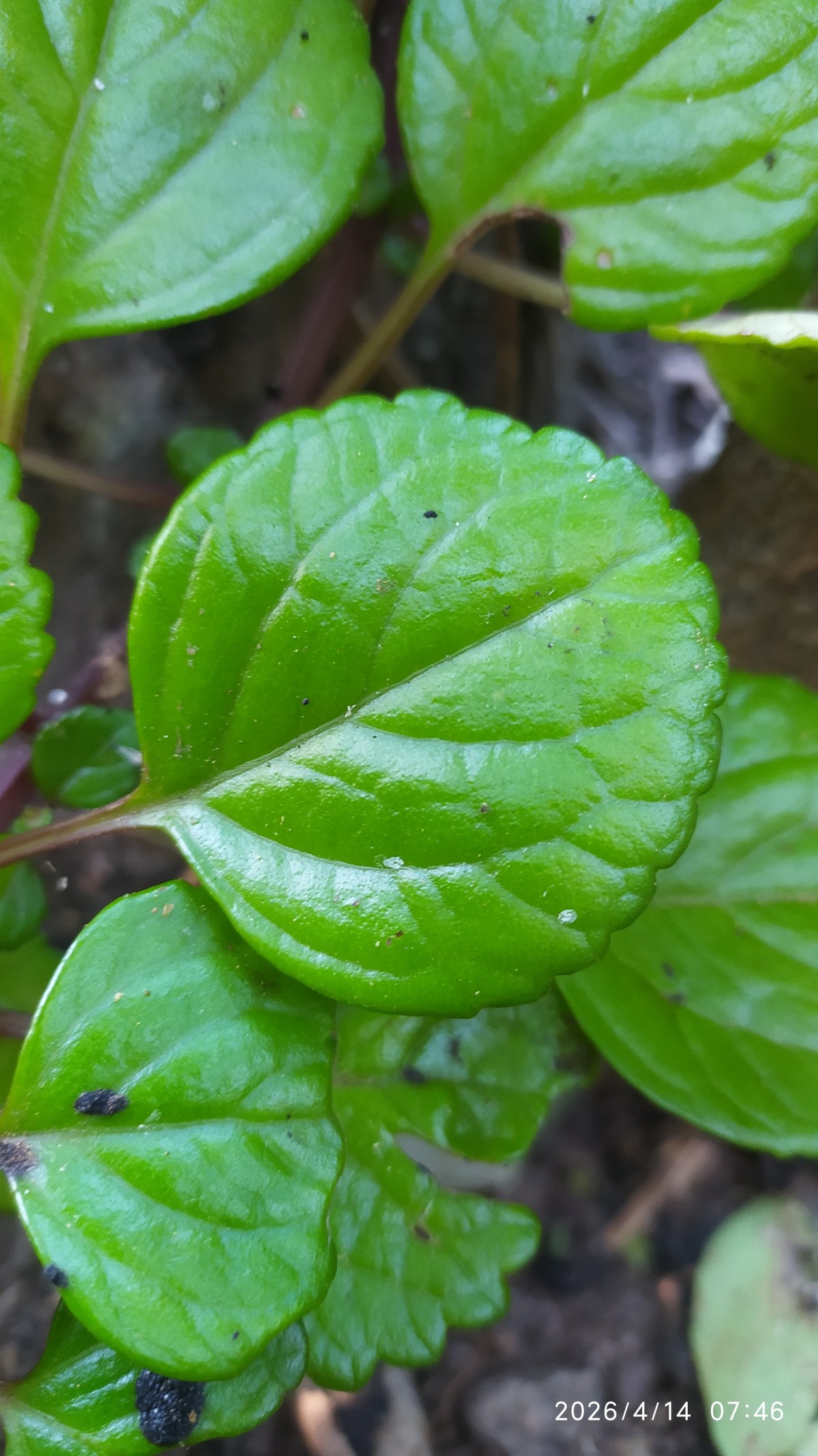 Folha da Fortuna: o que é, como cultivar e curiosidades