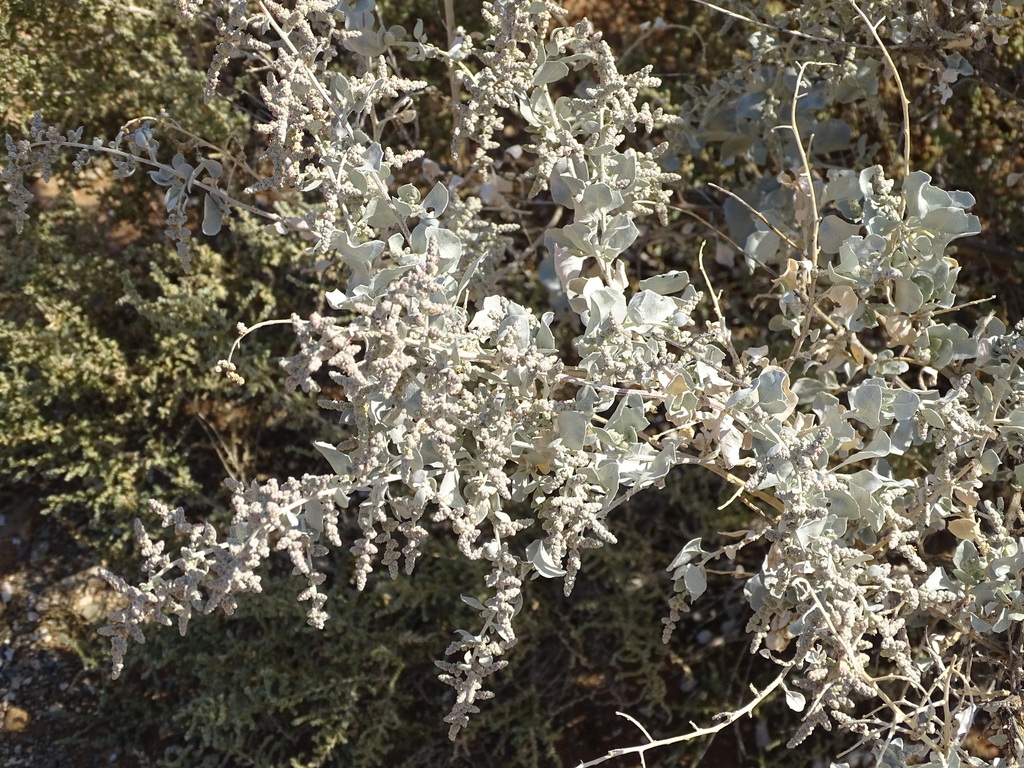 Atriplex nummularia: a halófita australiana que produz forragem no semiárido