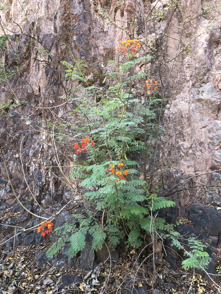 [imagem de Caesalpinia pulcherrima]