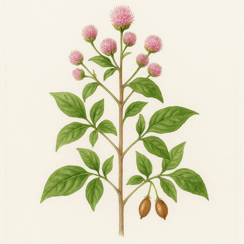 [imagem de Pfaffia paniculata]