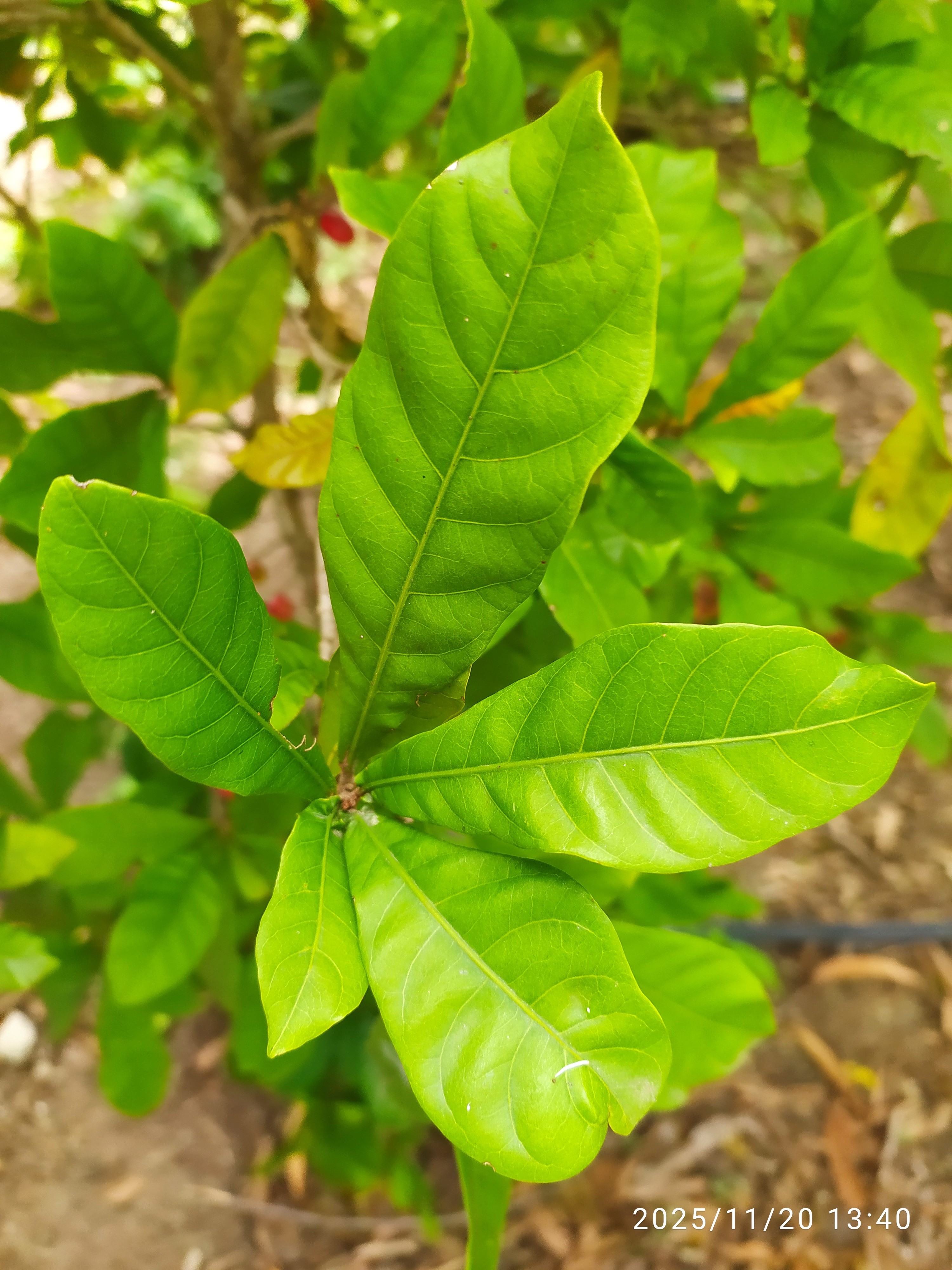 Synsepalum dulcificum :: Folha(s)