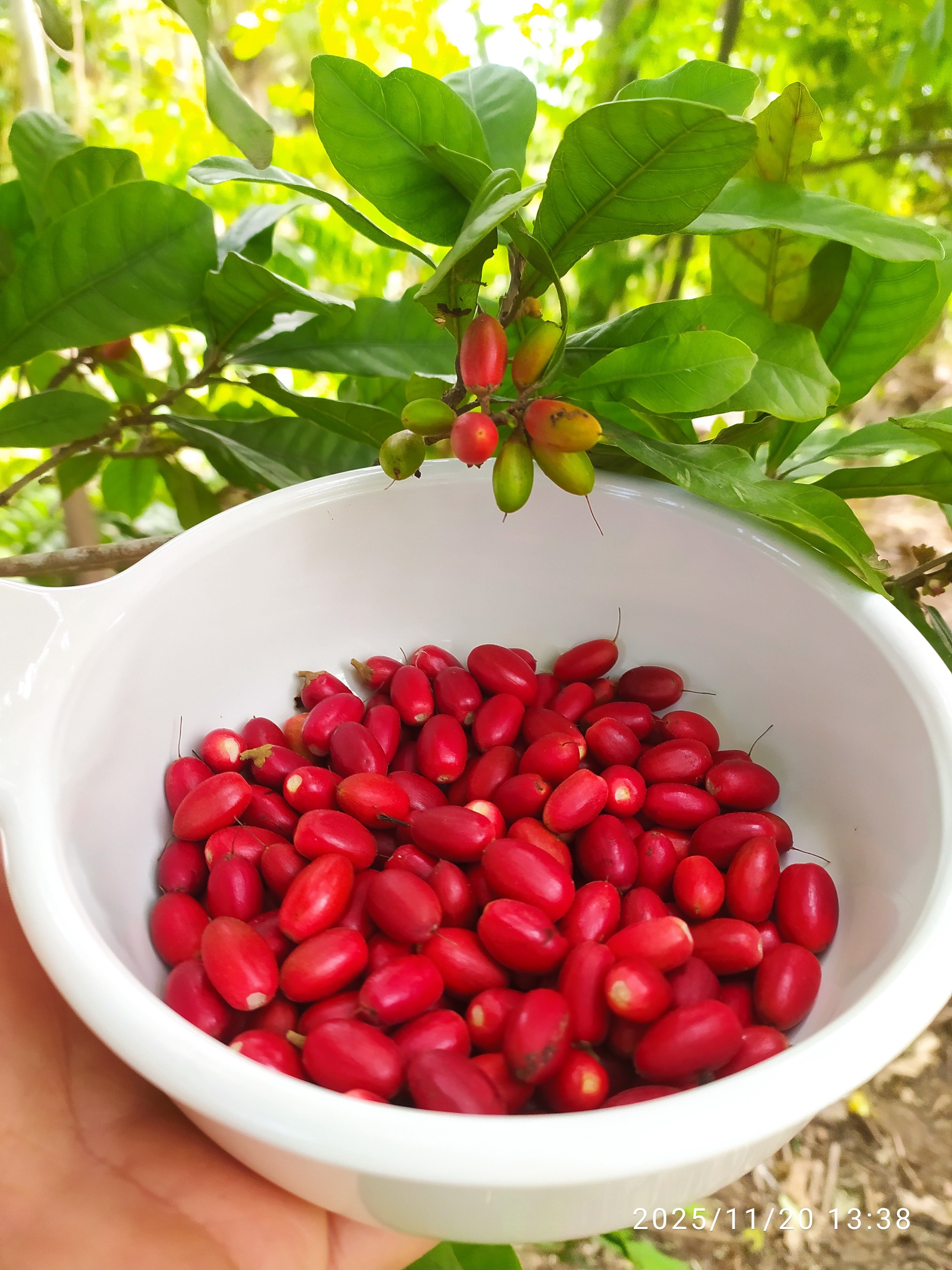 [imagem de Synsepalum dulcificum]