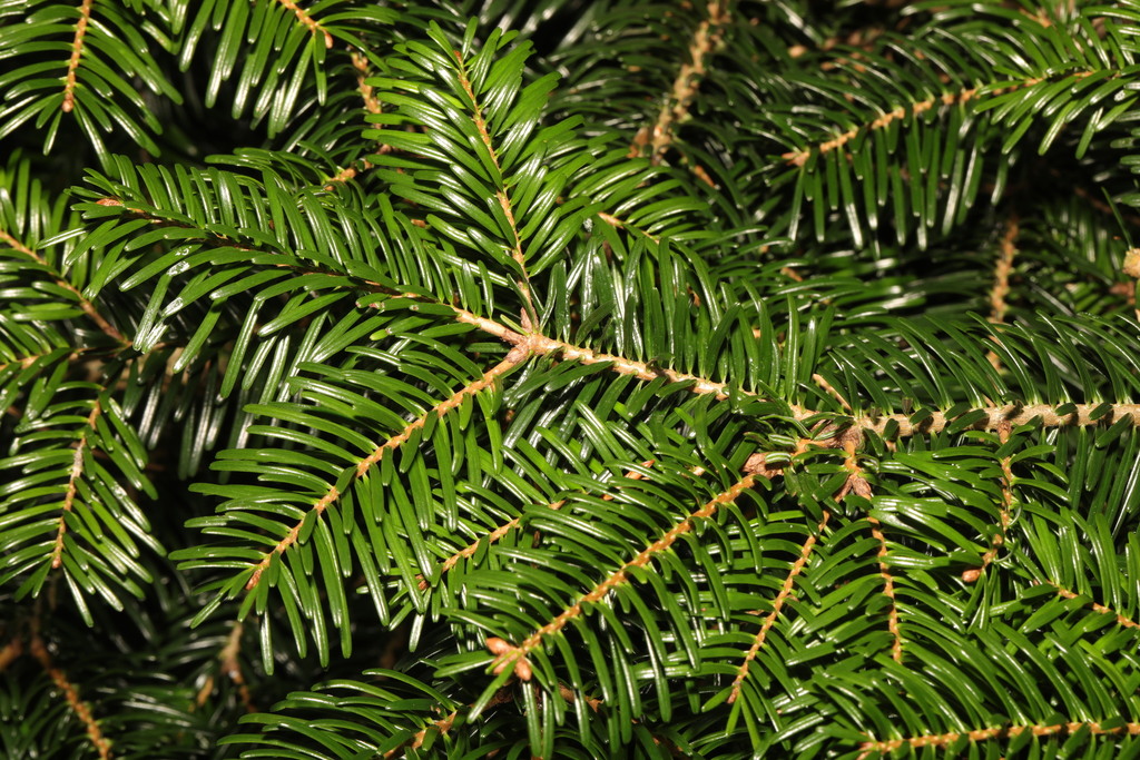Floração e quantidade de estróbilos afetam cruzamentos em pomar de sementes de Abies nordmanniana