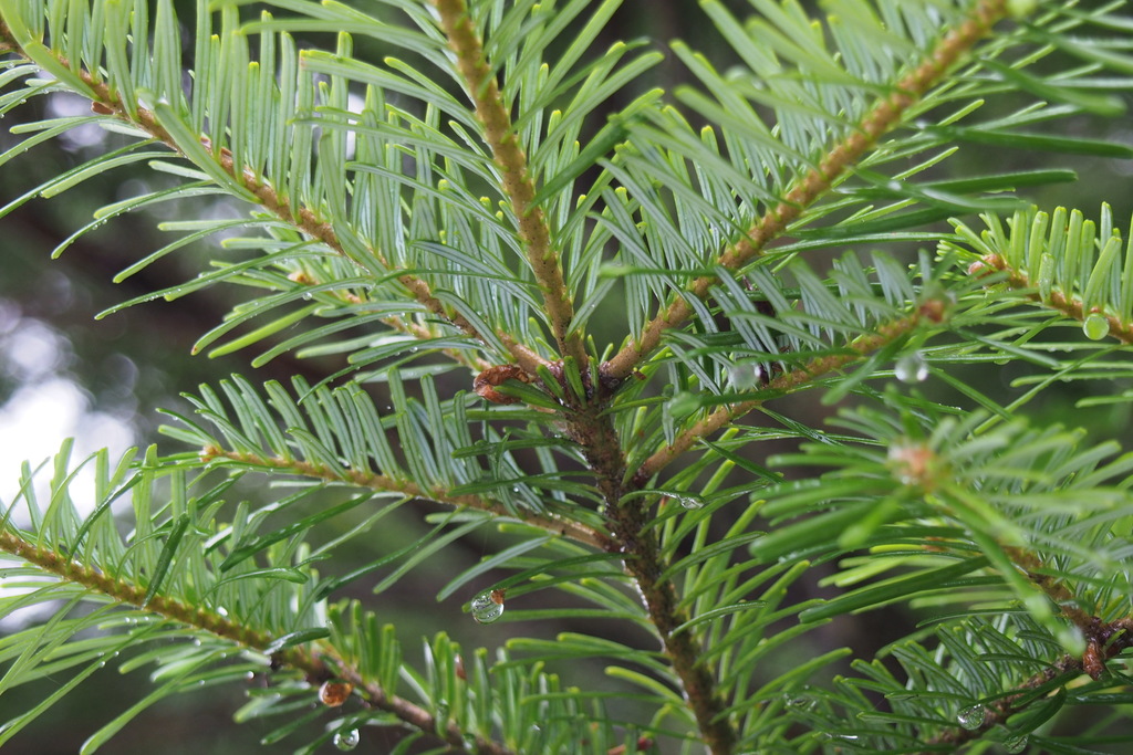 Abies veitchii
