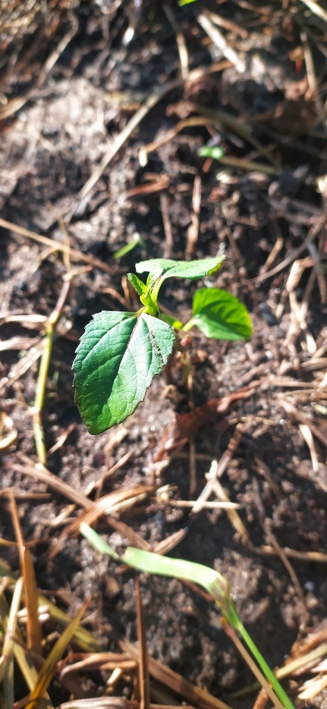 [imagem de Acmella oleracea]