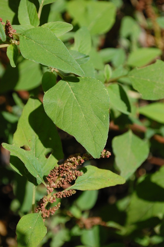 [imagem de Amaranthus viridis]