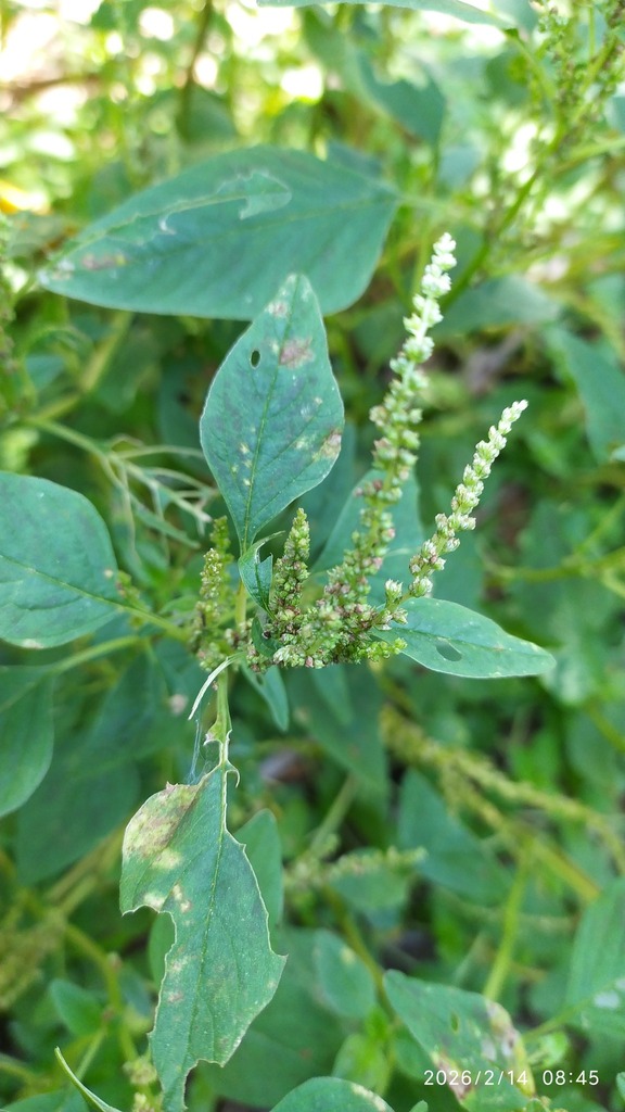 Amaranthus viridis :: Visão Geral