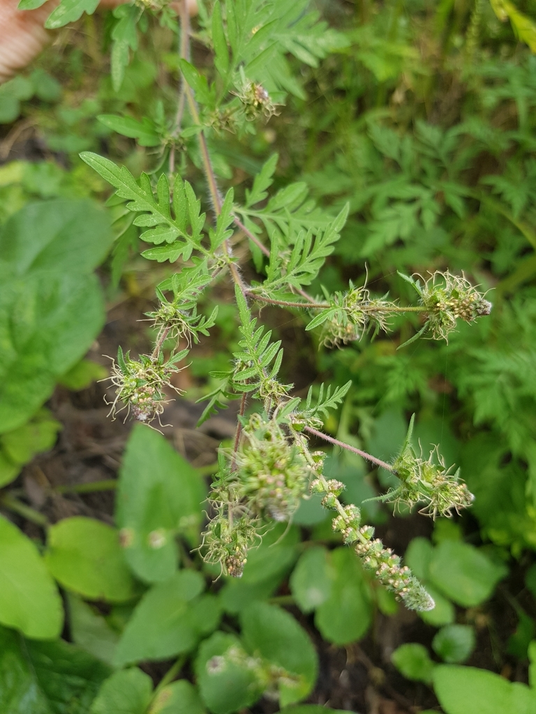 [imagem de Ambrosia artemisiifolia]