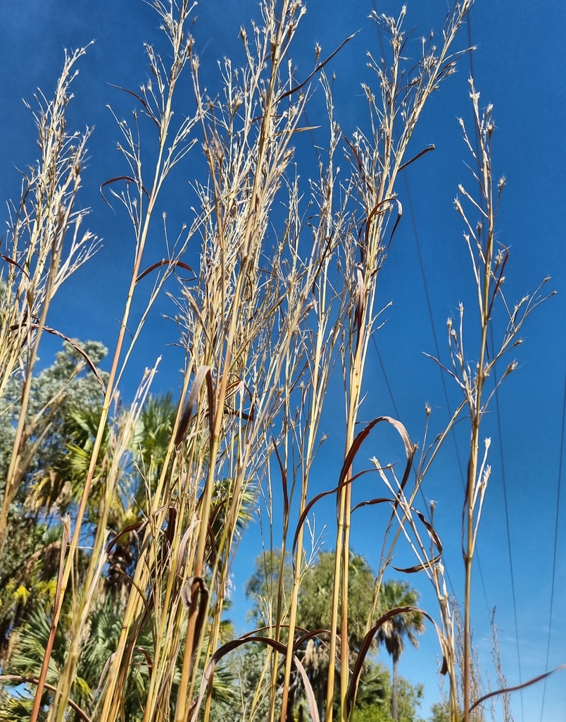 [imagem de Andropogon gayanus]