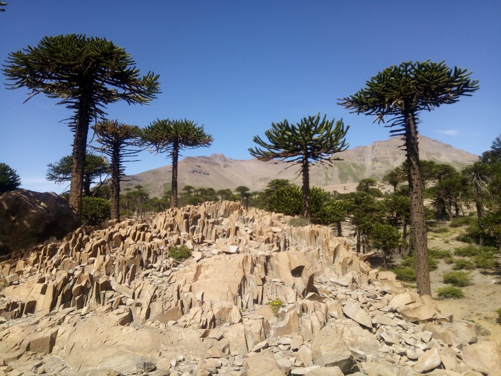 [imagem de Araucaria araucana]