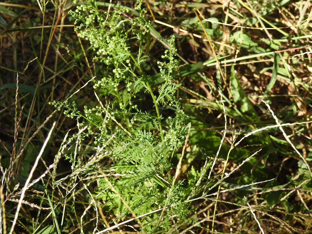 Artemisia annua