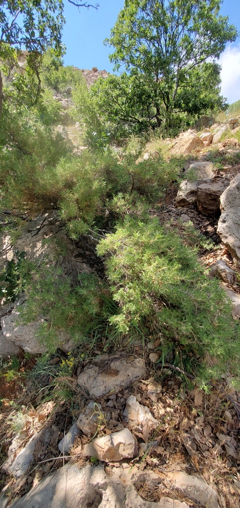 Astragalus gummifer