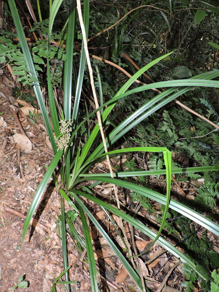 [imagem de Becquerelia cymosa]