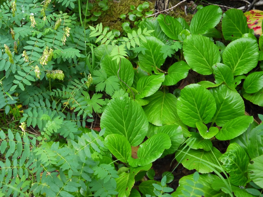 [imagem de Bergenia crassifolia]