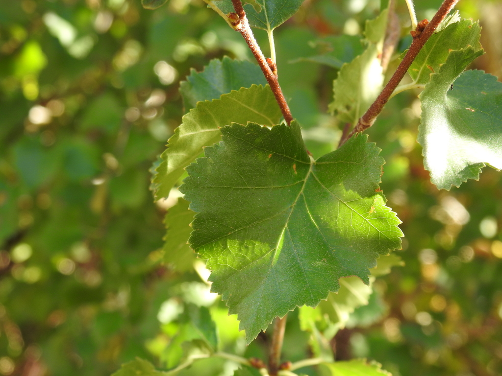 [imagem de Betula occidentalis]