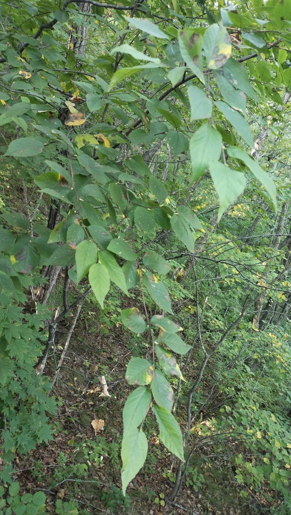 [imagem de Betula schmidtii]