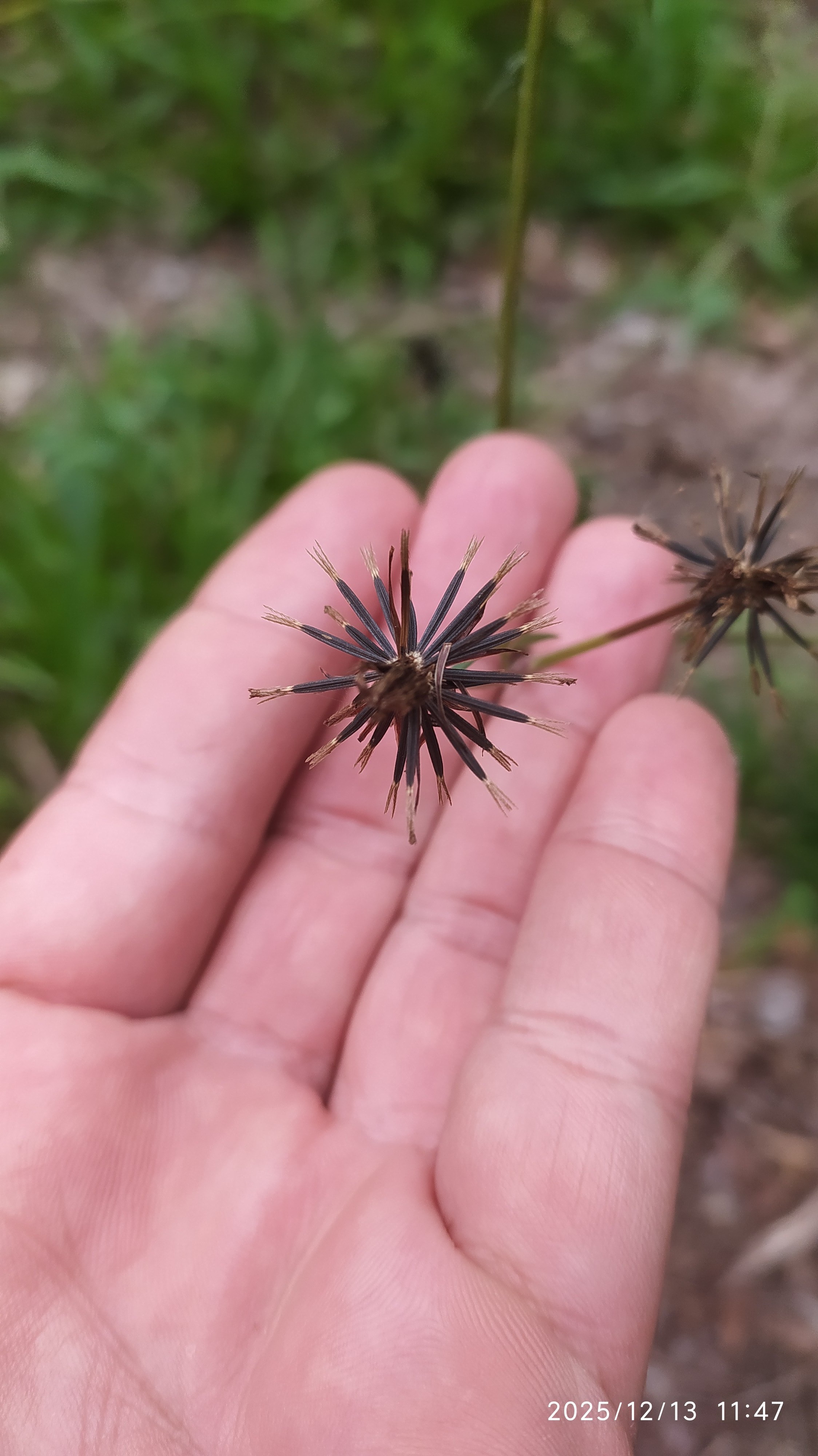 Bidens pilosa :: Fruto(s)