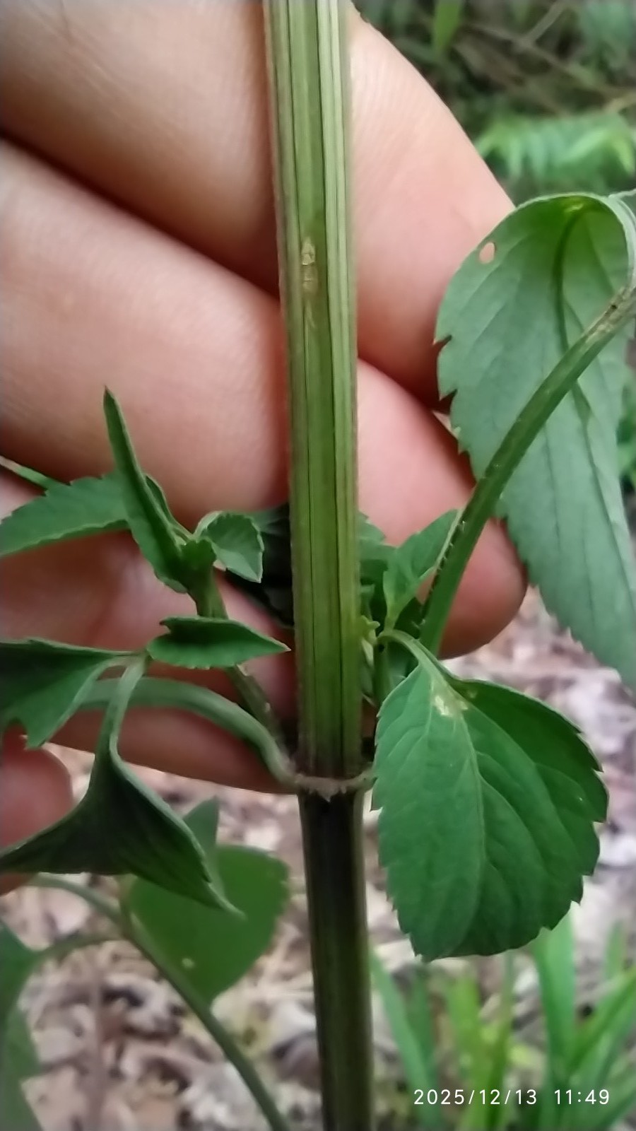 Bidens pilosa :: Caule