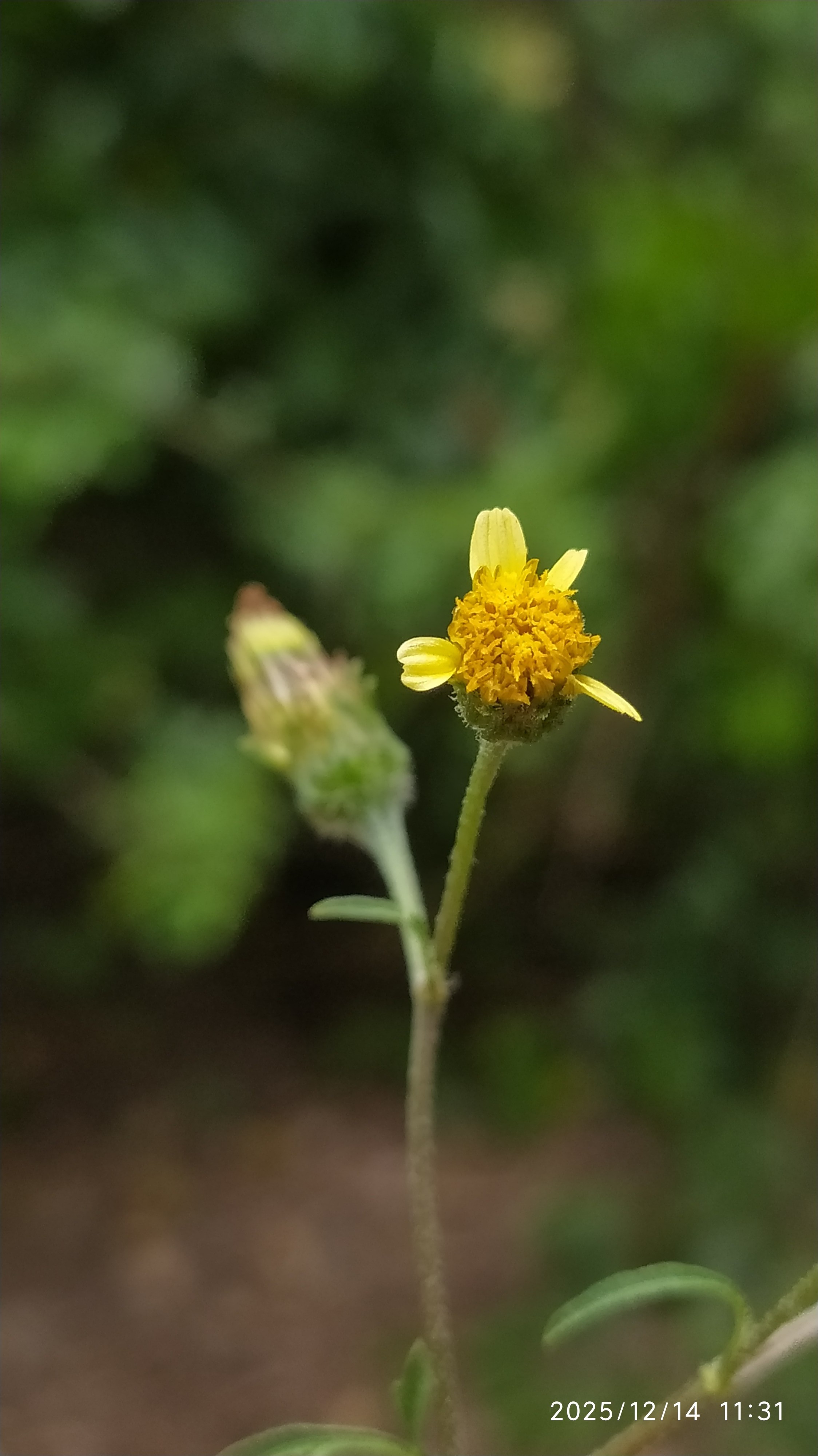 Bidens pilosa :: Flor(es)