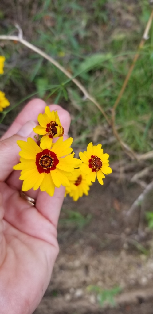 [imagem de Bidens tinctoria]