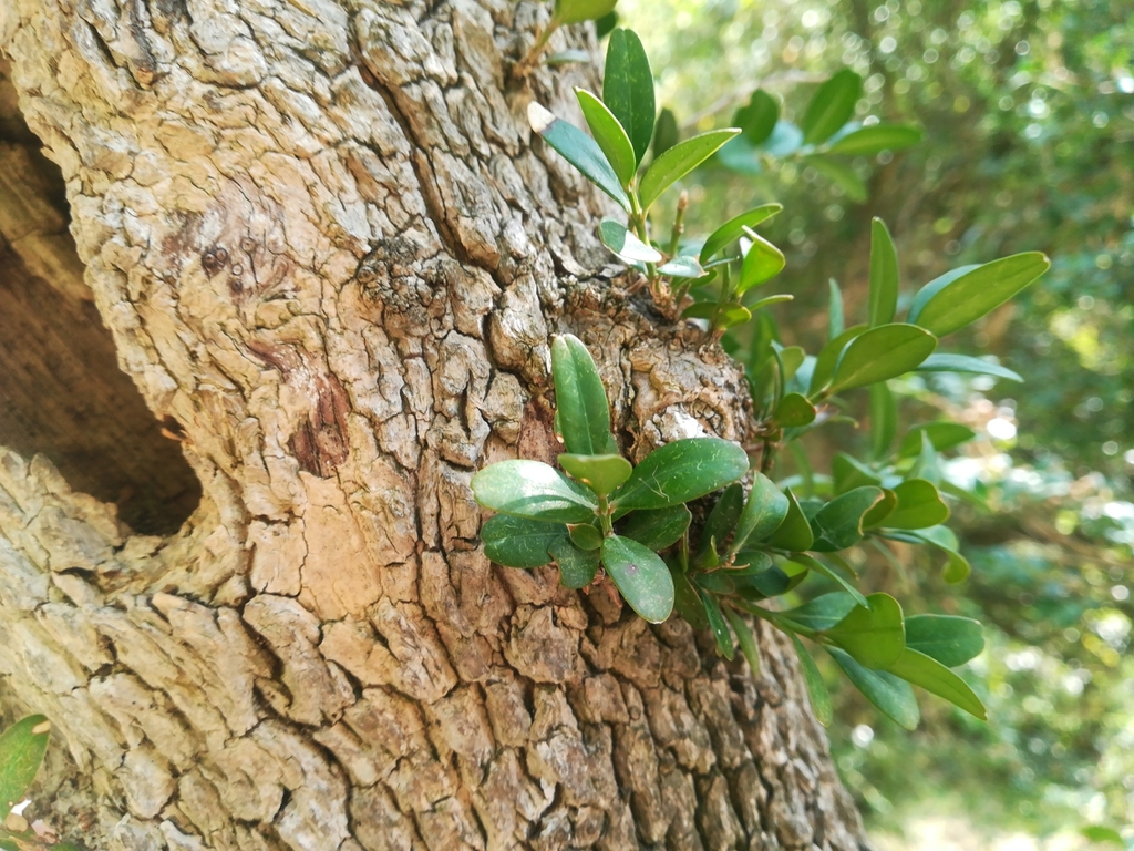 Buxus sempervirens