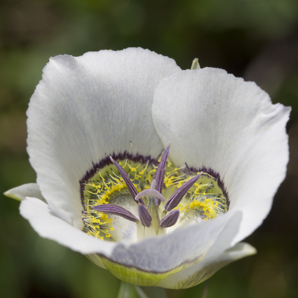 [imagem de Calochortus gunnisonii]