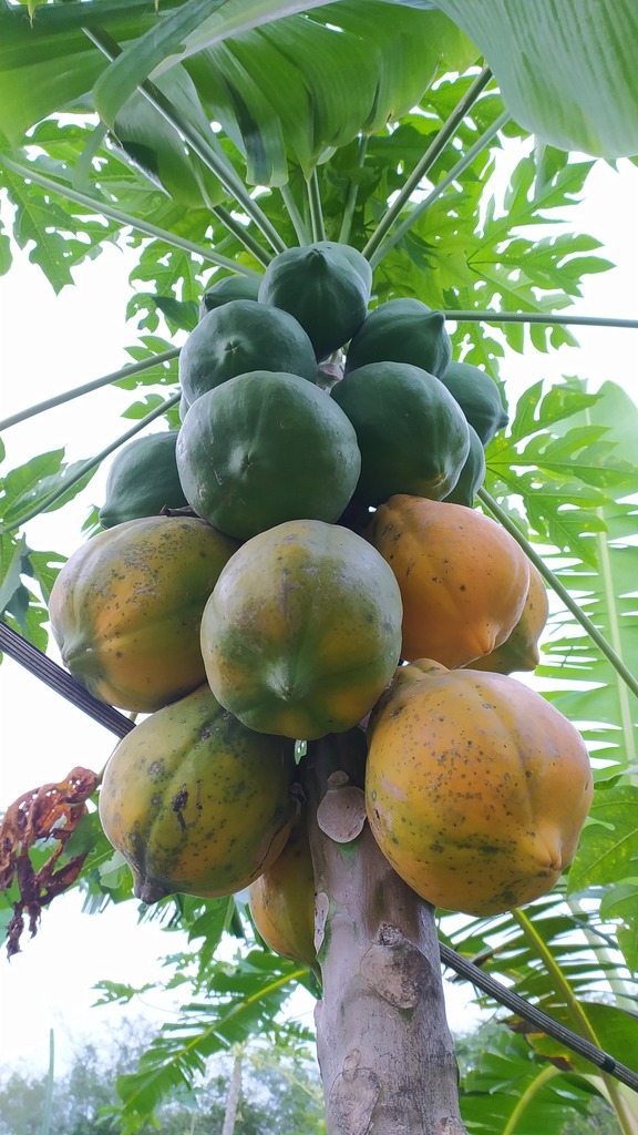 Carica papaya :: Visão Geral