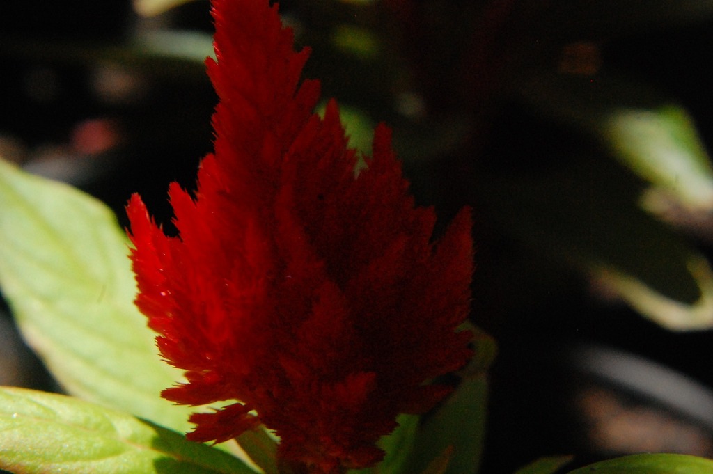 Celosia argentea