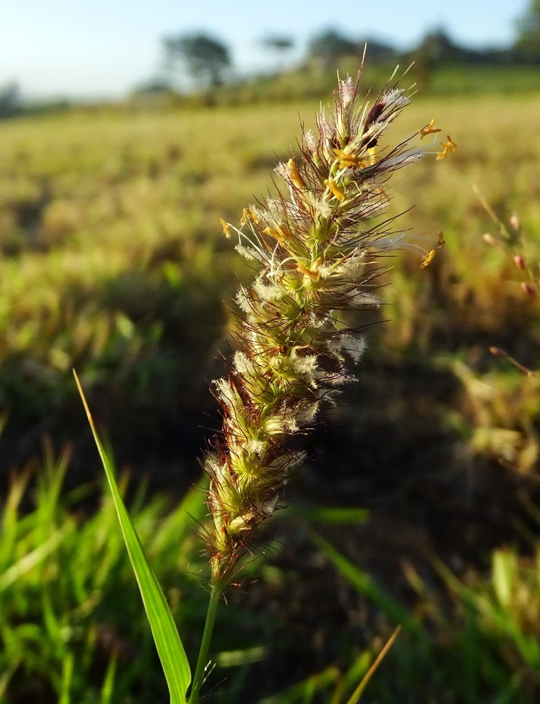 [imagem de Cenchrus ciliaris]