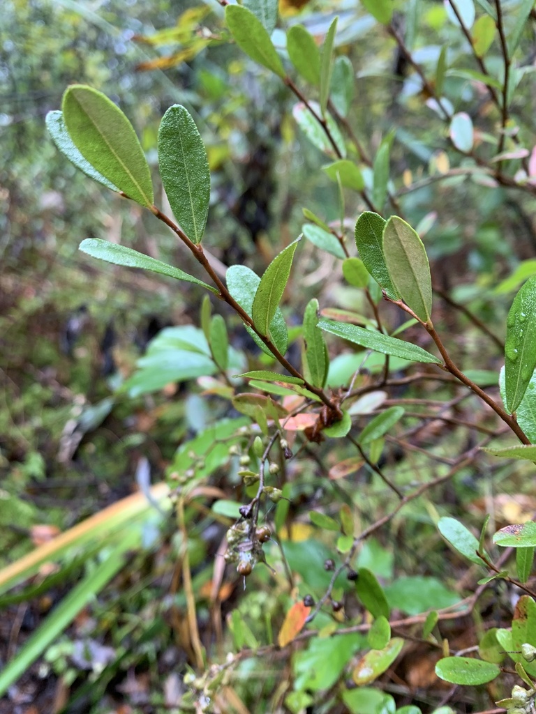 Chamaedaphne calyculata