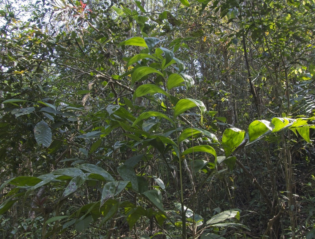 [imagem de Chamaedorea oblongata]