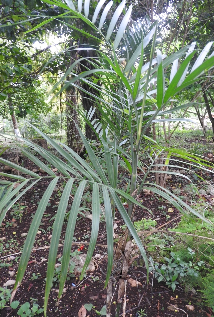 [imagem de Chamaedorea seifrizii]