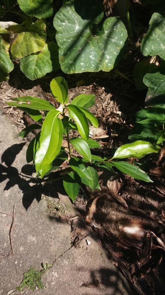 Cinnamomum verum