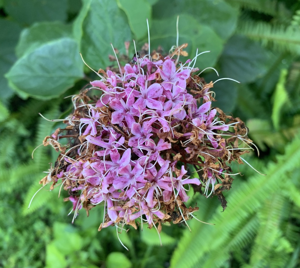 Clerodendrum bungei