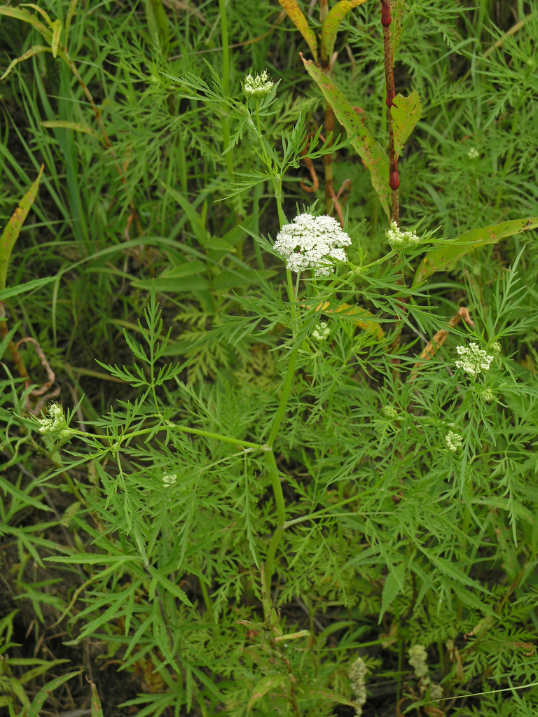 Cnidium monnieri