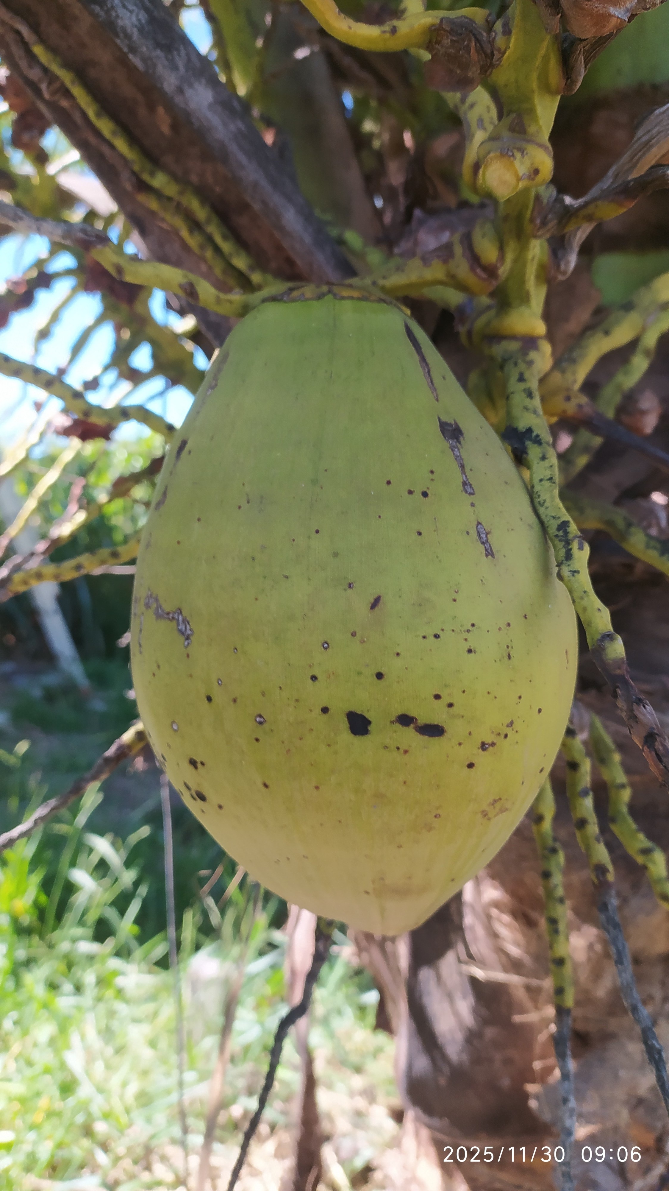 Cocos nucifera :: Fruto(s) - maduro