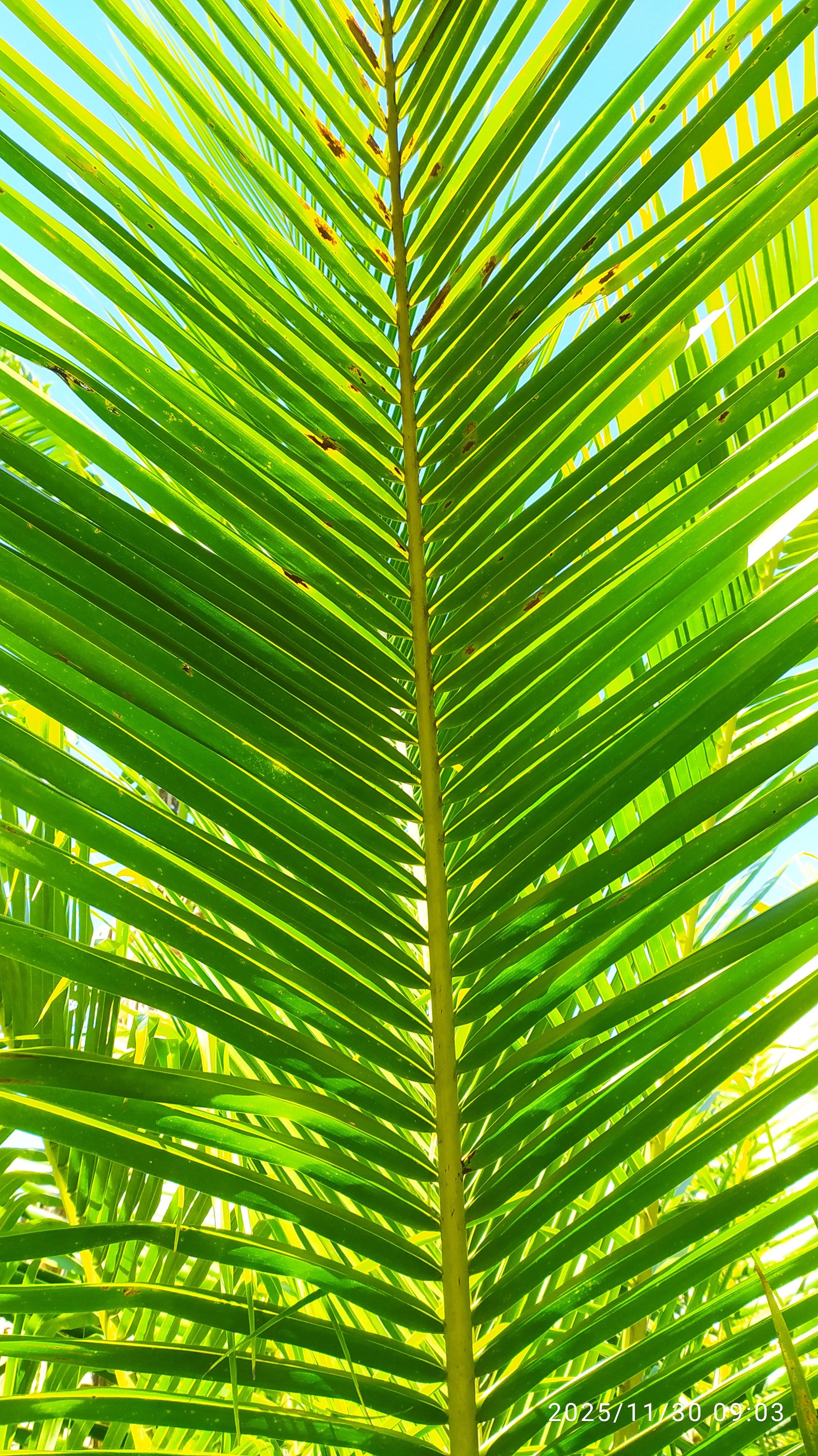 Cocos nucifera :: Folha(s) - face inferior