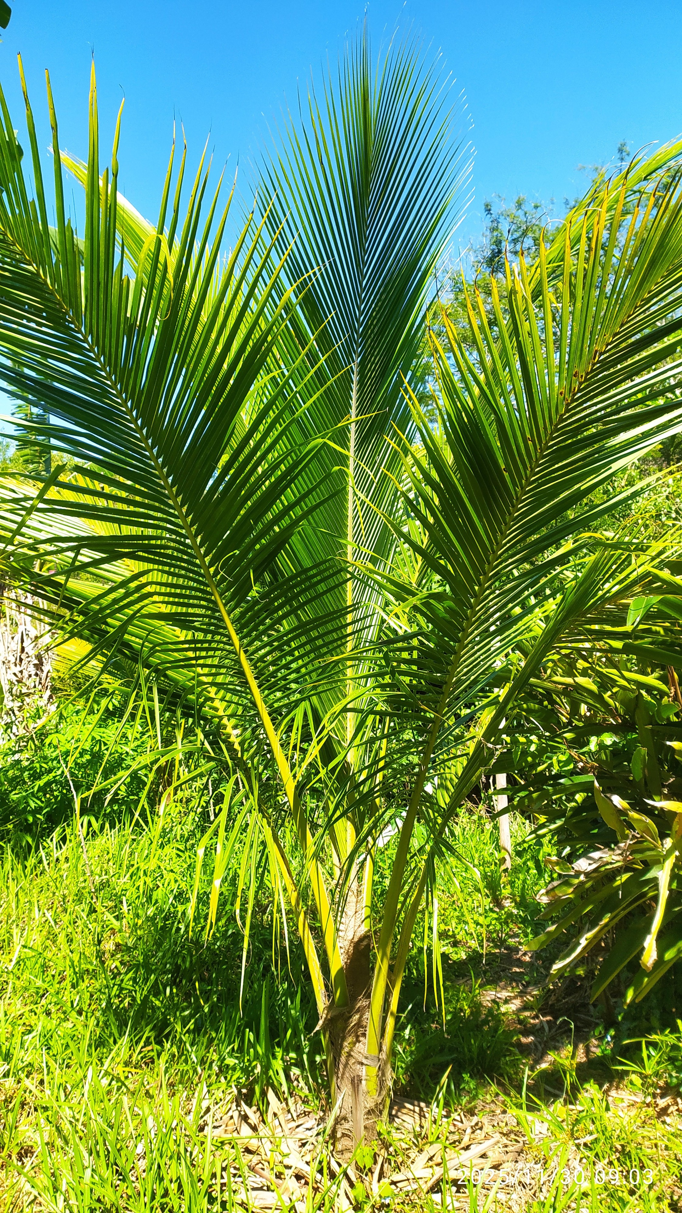 [imagem de Cocos nucifera]
